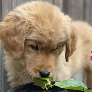 Full Golden Retriever puppies