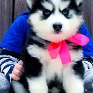 1 year old Siberian Husky cross German Sheppard
