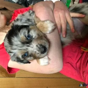 Puppies