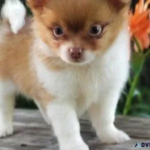 Cute Maltipom puppies for sale