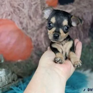 Tiny male and female Chihuahua puppies