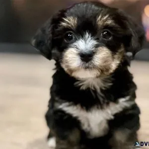 tiny yorkie puppies 1 boy left