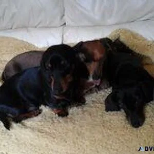 dachshund puppies