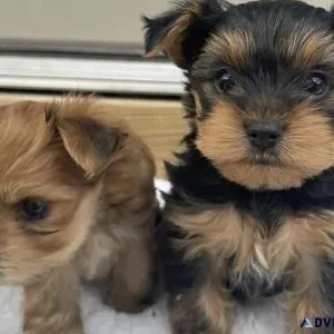 Yorkie puppies