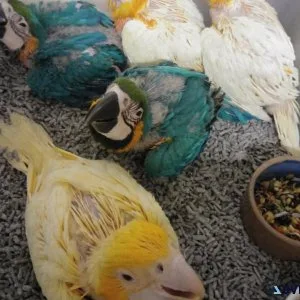 African grey Parrots Macaw cockatoos Amazon Parrots