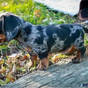 True miniature dachshund puppies