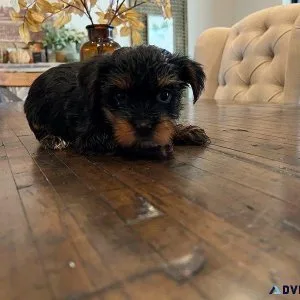 Yorkshire Terrier Puppies Purebred RTG