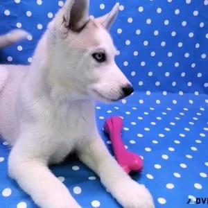 Siberian Husky