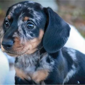 Mini Dachshund puppy