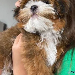 Havanese mix puppy looking for good home