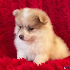 Pomeranian Puppies