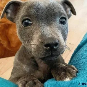 Staffordshire Bull Terrier Puppies