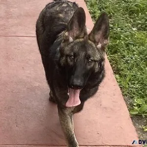 German Shepherd female puppy 6 months old