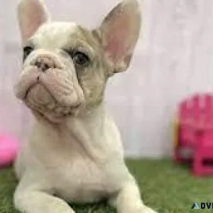 French Bulldog Puppies