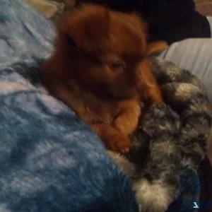 Mixed puppies male