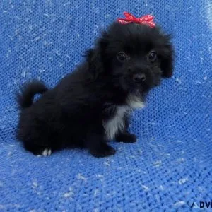 Pomshih Puppies