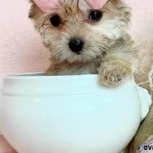 PUPPIES FOR SALE - TEACUPS AND TOYS DIFFERENT BREEDS