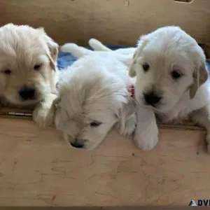 Golden Ret. pups 34 English OFA certs.