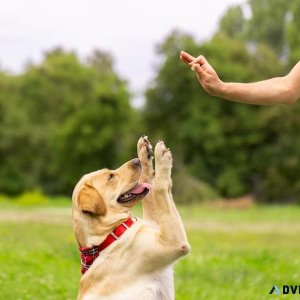 Best Dog Trainer in Raipur  Behaviour and Toilet Trainer