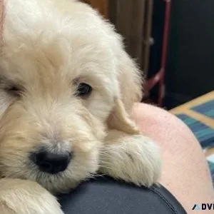 Goldendoodle puppies