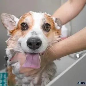 Dog Groomers in Patna Dog Baths Haircuts Nail Trimming