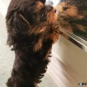 Beautiful male Yorkshire terrier puppies