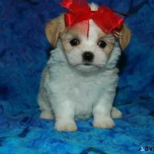 Home Raised Shih Tzu Puppies