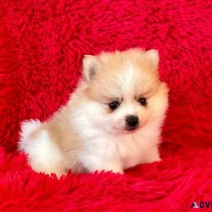 Pomeranian Puppies