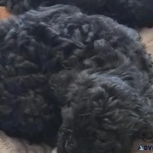 Toy Poodle puppies