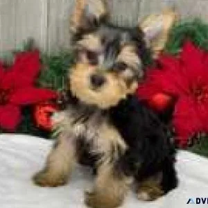 Tiny Yorkie puppies 1 girl 1 boy left ready now