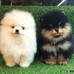 Pomeranian Puppies
