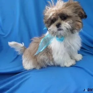 Shihtzu Puppies