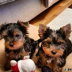 Miniature Yorkshire Terrier Puppy for Adoption