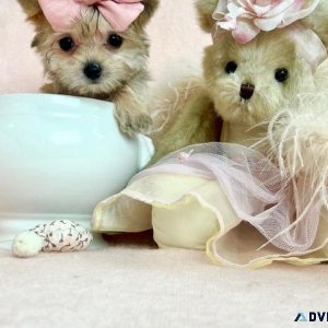 Teacup and Toy Puppies