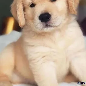 Golden Retriever Puppies