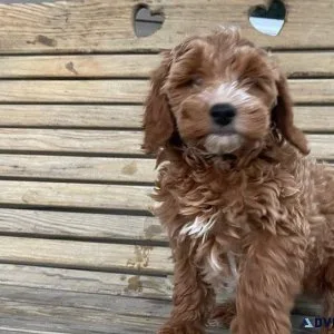 Mini f1b Goldendoodle puppy