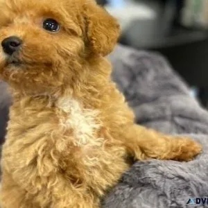 2 TOY POODLE PUPS AVAILABLE