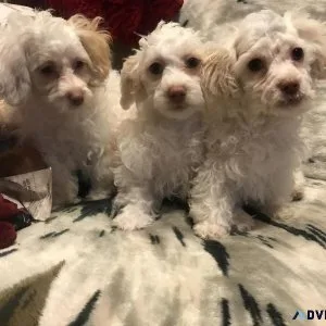 MaltiPoo puppies ready for a new home