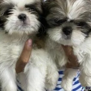 Malshi (Shih TzuMaltese Mix) Puppies - Ready to Go