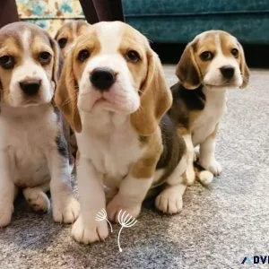 Beagle Puppies For Sale