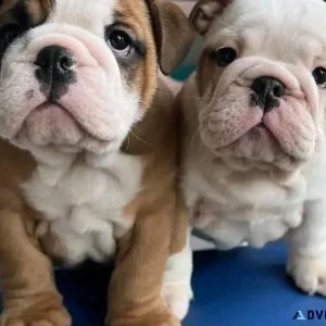 English Bulldog Puppies