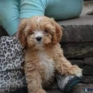 Cavapoo( Cavalier x poodle) puppies