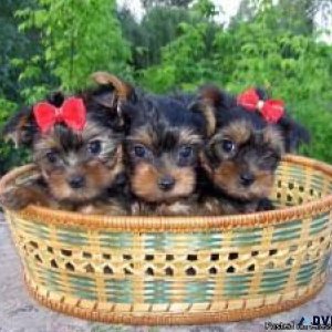 Toy yorkshire terriers puppies for Adoption