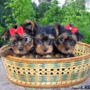 Toy yorkshire terriers puppies for Adoption