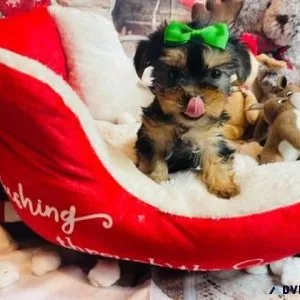 Small Yorkshire terrier boy 12 weeks old