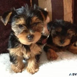Little teacup yorkie siblings