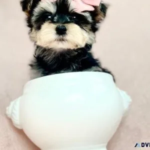 TEACUP AND TOY BREEDS