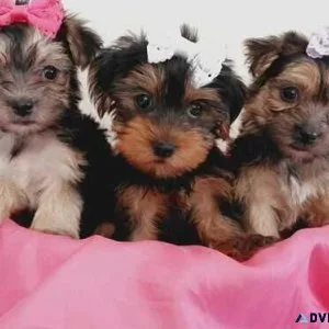 Puppy for Adoption. I have 1 beautiful boy puppy left