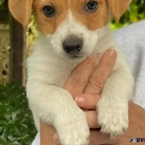 Jack Russell Terrier Puppies