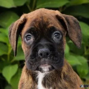 Boxer Puppies For Sale